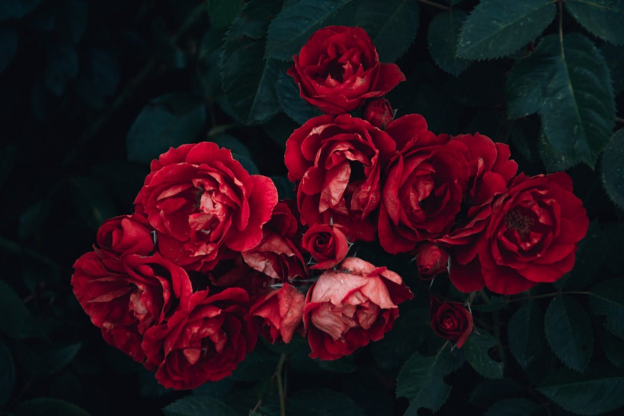 Red roses against dark background